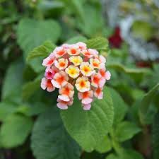 Image result for Lantana angolensis