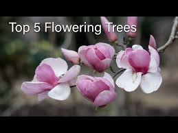 See more ideas about ohio, dayton, dayton ohio. The Best Small Flowering Trees For Ohio Landscapes Litetube