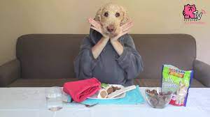 We did not find results for: What If Your Dogs Have Human Hands Youtube