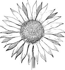 Free Free Free Svg Of Sunflower SVG PNG EPS DXF File