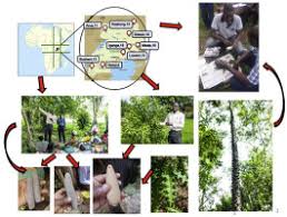 Image result for Chamaecrista zambesica