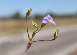 Image result for Mimulus gracilis