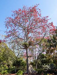 Image result for Bombax