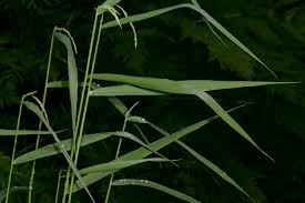 Image result for Rhytachne latifolia