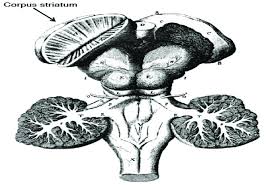 Related online courses on physioplus. Drawing Of The Basal Nuclei In Thomas Willis Book Cerebri Anatome Download Scientific Diagram