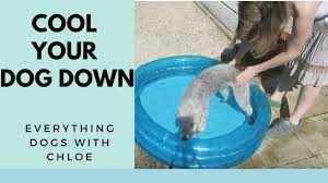How To Cool Your Dog Down In Hot Weather 5 Tips Youtube
