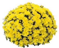 Best online florist to send flowers in salem. Mums Chrysanthemums