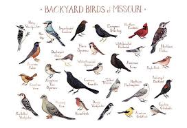 Big Black Birds In Missouri Missouri Backyard Birds Field Guide Art Print Backyard Birds Missouri Birds Birds