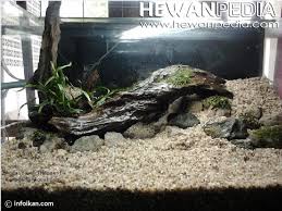 Silahkan saja discus dicampur dengan ikan hias. 6 Tahap Membuat Aquarium Ikan Hias Air Tawar Hewanpedia