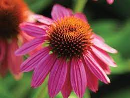 Chrysanthemum this vibrant star of fall's flowering plants can be cut back after they've bloomed or been hit by a hard frost. Coneflower Care Planting Growing Echinacea Flowers Garden Design