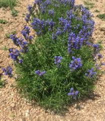 Stachys lavandulifolius (pink cotton lamb's ear) is an amazingly xeric wildflower from the wildlands of turkey. Plant Select 2020 Introductions Newsleaf