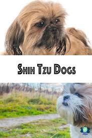 As you begin to experience your shih tzu's pregnancy, you will want to understand some typical terminology that breeders use. Hilarious Chocolate Shih Tzu Puppies Puppy Strike