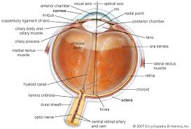 Human Eye Definition Structure Function Britannica