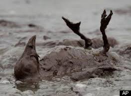 Gulf Oil Spill 2010 Oil Spill Oil Pollution Bp Oil