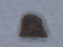 Image result for Grona barbata