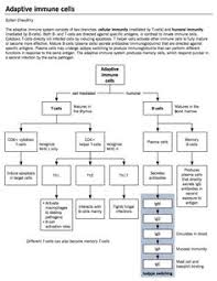 Surprising Immune System Flowchart Worksheet Cells Of The