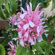 Maybe you would like to learn more about one of these? Justicia Carnea Brazilian Plume Flower Uploaded By Nosila