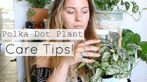 We always prefer to use a moisture meter to determine if our polka dot begonia needs watering as root rot is something you really want to avoid. Polka Dot Plant Care Tips Tricks Polka Dot Houseplant Care Youtube