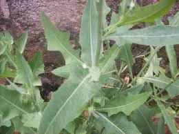 More images for akintola leaf » Nigerian Leafy Vegetables