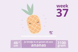 Pin Op Zwangerschapskalender