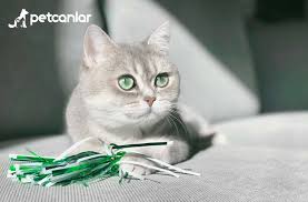 Kediler Icin Kedi Cimi Neden Kullanilmali