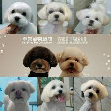 Dummies has always stood for taking on complex concepts and making them easy to understand. à¸ªà¸¡ à¸—à¸£à¸›à¸£à¸²à¸à¸²à¸£ Dog Grooming Prices Reviews Petbacker