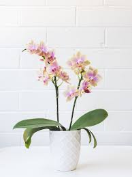 The title of apartment therapy's growing guide for pothos is pothos are so easy to care for it's stupid. and you can't argue with that. Indoor Orchid Care How Do I Take Care Of An Orchid Flower