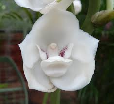 Flower size 2 5 cm. Flowers Of Sri Lanka On Twitter The Holy Ghost Orchid Peristeria Elata Nationalflower Of Panama In The Orchid House At Rbgperadeniya