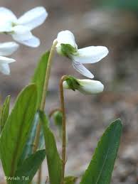 Image result for Polysphaeria lanceolata