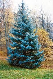 Tree woody plant leaf characteristics: Picea Pungens Hoopsii