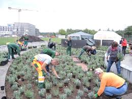 Eine grüne oase im herzen kölns. 4 000 Lavendel Und 4 000 Blumenzwiebeln Die Neue Welle