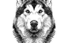 dog breed alaskan malamute head symmetry looks right sketch vector graphics black and white drawing buy this stock v dessin noir et blanc chien coloriage gratuit printemps