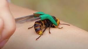 Lsu Agcenter Murder Hornets Likely No Threat To Louisiana