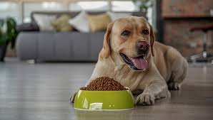 Best dog foods uk (in order). 25 Best Dog Food Brands In Europe 2020 2020