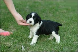 「"leave a reply"+"name"+"31"+"+"+"=" springer spaniel」的圖片搜尋結果