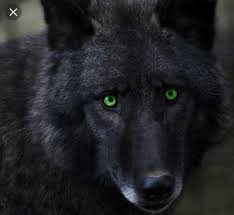 Beautiful black wolf with green eyes. Black Wolf With Green Eyes Wolf Eyes Wolf Pictures Beautiful Wolves