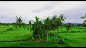 Check spelling or type a new query. Pemandangan Indah Di Sawah Padi Dji Mavic Pro Drone Youtube