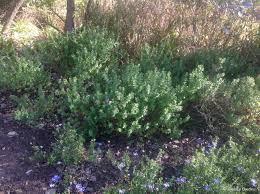 Image result for Polygala filicaulis