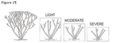 Pruning your rose bushes helps keep them in bloom. When To Prune And Fertilize Rose Bushes Village News