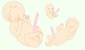 おなかの中の赤ちゃんはどう成長する？胎児の成長一覧表【イラスト図解つき】 | Baby-mo（ベビモ）