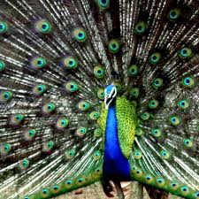 Their length (including tail) can reach 5 feet. Is It A Bird No It S Vermin Goa Reclassifies The Peacock India The Guardian