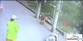 Basina Kedi Dusen Adam Hastanelik Oldu Memurlar Net