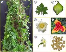 Image result for Momordica balsamina