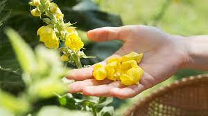 You've probably heard tea is good for you. What Is Mullein Tea Benefits Side Effects And More