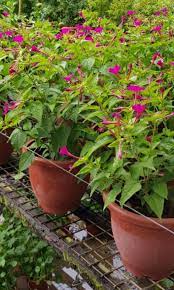 Four o'clock flowers grow from seeds or division of the roots. Plant Mirabilis Jalapa The Marvel Of Peru Four O Clock Flower 26cm Pot Furniture Home Living Home Decor Artificial Plants Flowers On Carousell