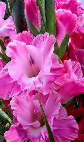 Image result for Gladiolus bellus