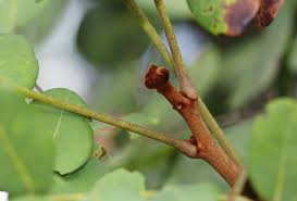 Image result for Burkea africana