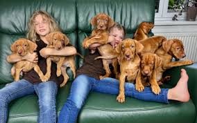 Image result for maďarský krátkosrstý ohař