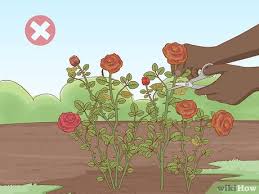 The last average frost date in denver is may 10. Simple Ways To Trim Rose Bushes In Fall 13 Steps With Pictures