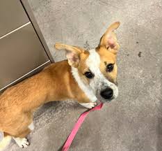 White poodle/labradoodle type dog with a blue bandana hanging out around  7th and H, by the school.